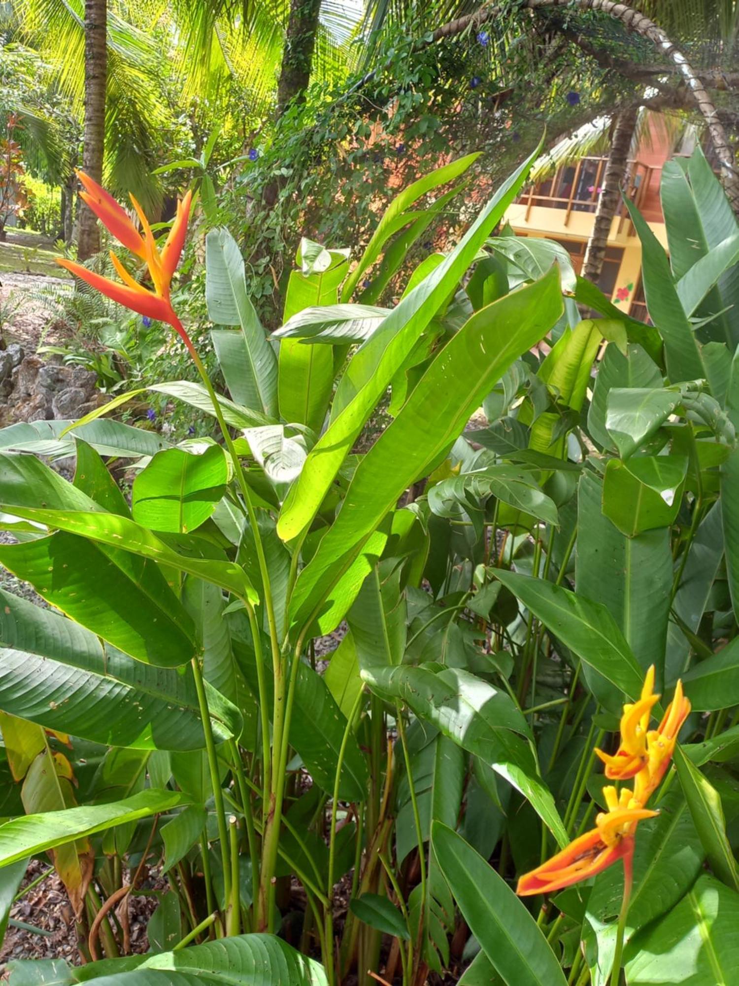 Babilonia Lejlighedshotel Cahuita Eksteriør billede