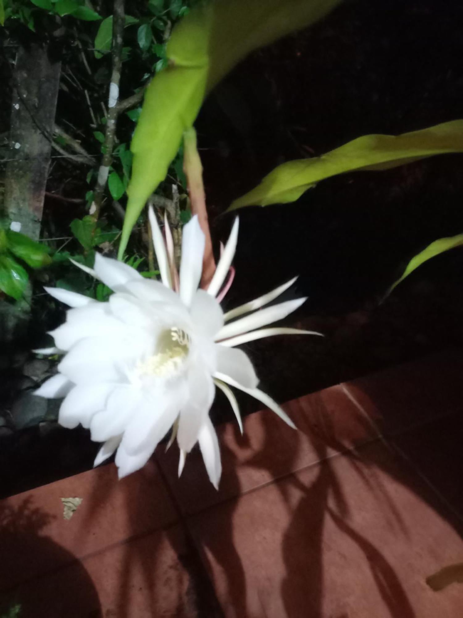 Babilonia Lejlighedshotel Cahuita Eksteriør billede