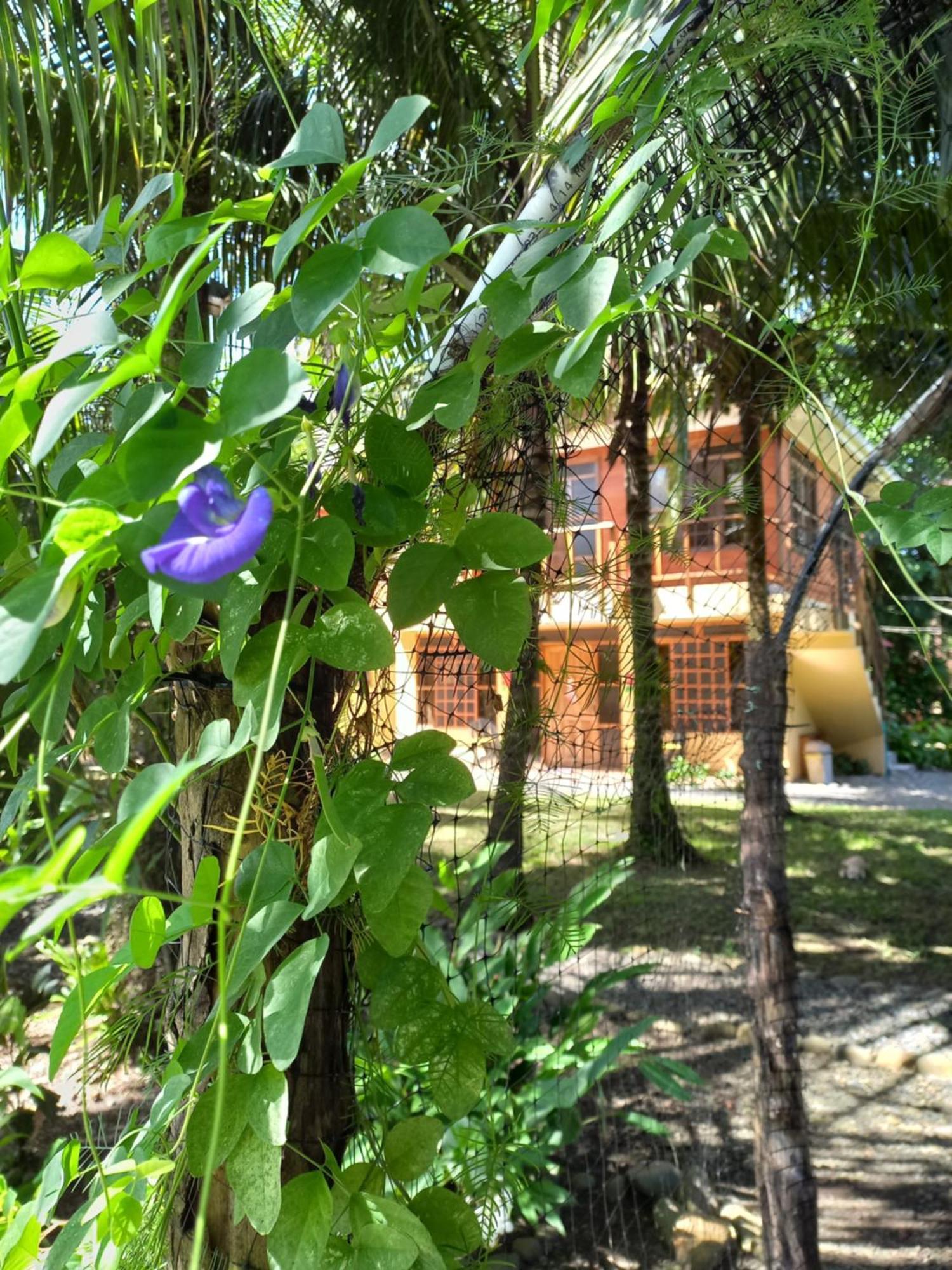 Babilonia Lejlighedshotel Cahuita Eksteriør billede