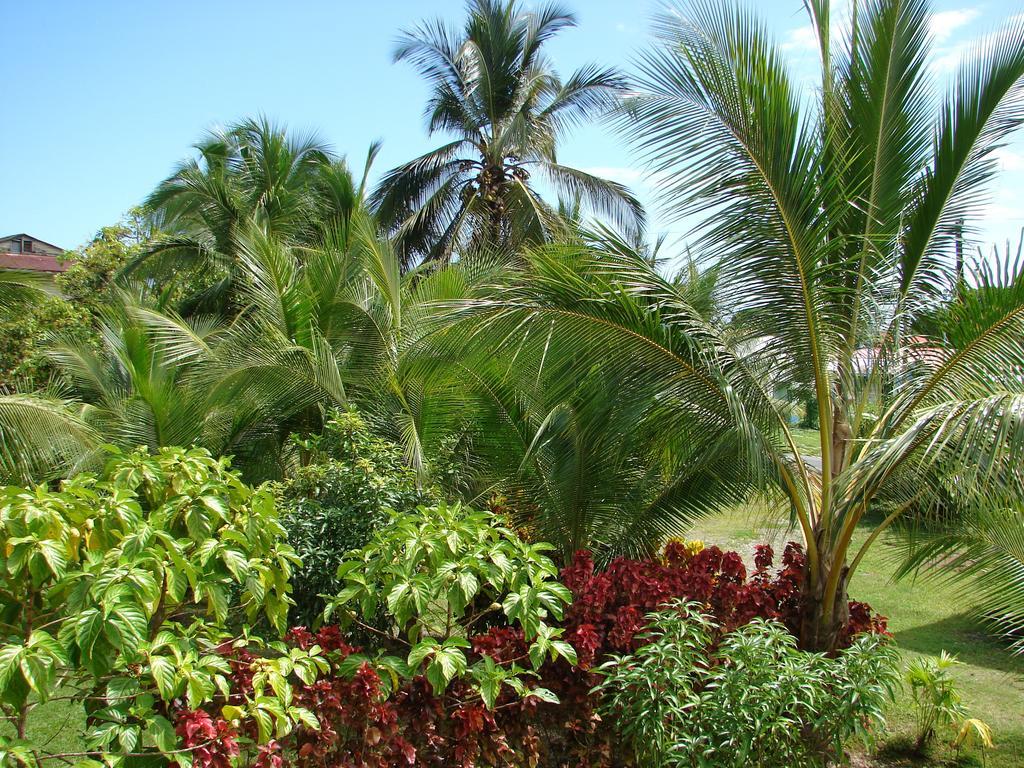 Babilonia Lejlighedshotel Cahuita Værelse billede