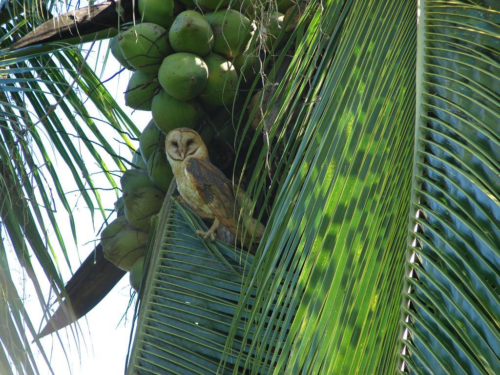 Babilonia Lejlighedshotel Cahuita Eksteriør billede