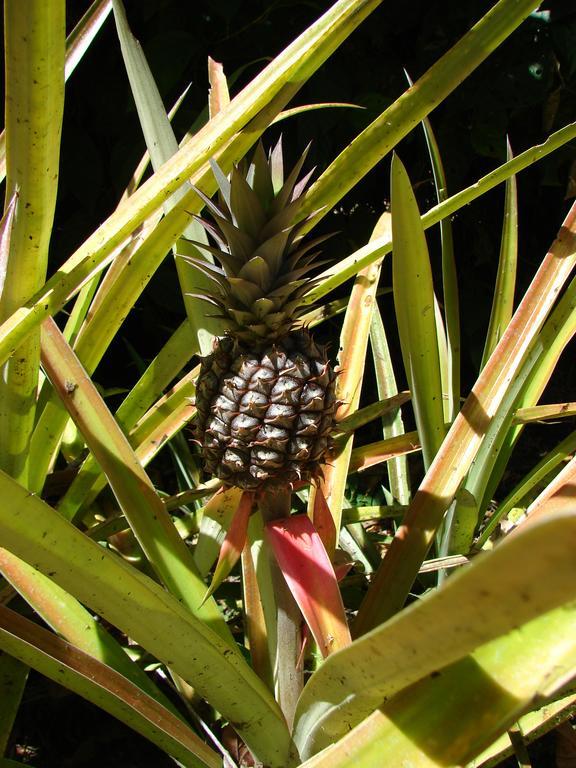 Babilonia Lejlighedshotel Cahuita Eksteriør billede
