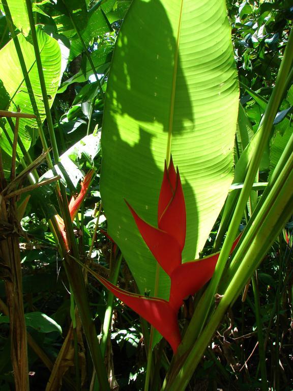 Babilonia Lejlighedshotel Cahuita Eksteriør billede