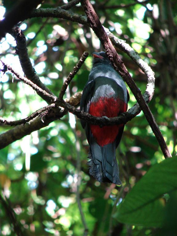 Babilonia Lejlighedshotel Cahuita Eksteriør billede
