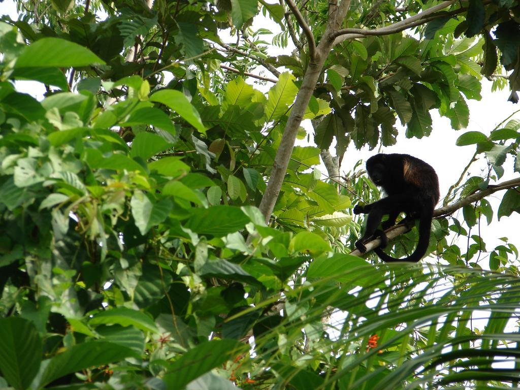 Babilonia Lejlighedshotel Cahuita Eksteriør billede